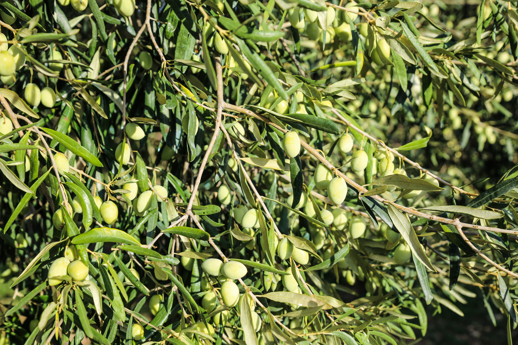 Olio Biologico Sanpaolo