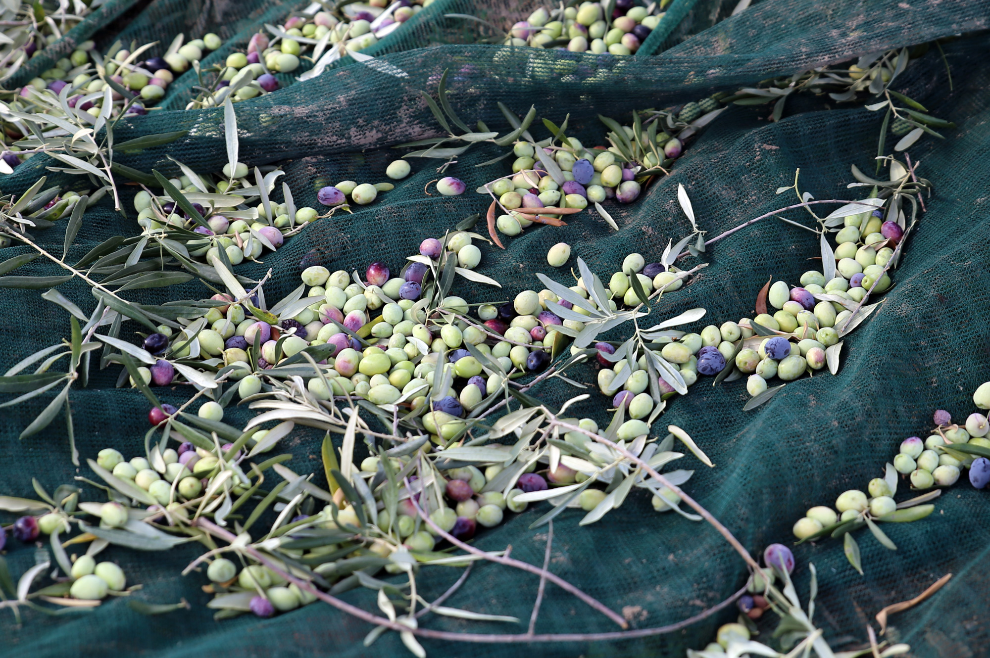 olio extravergine di oliva
