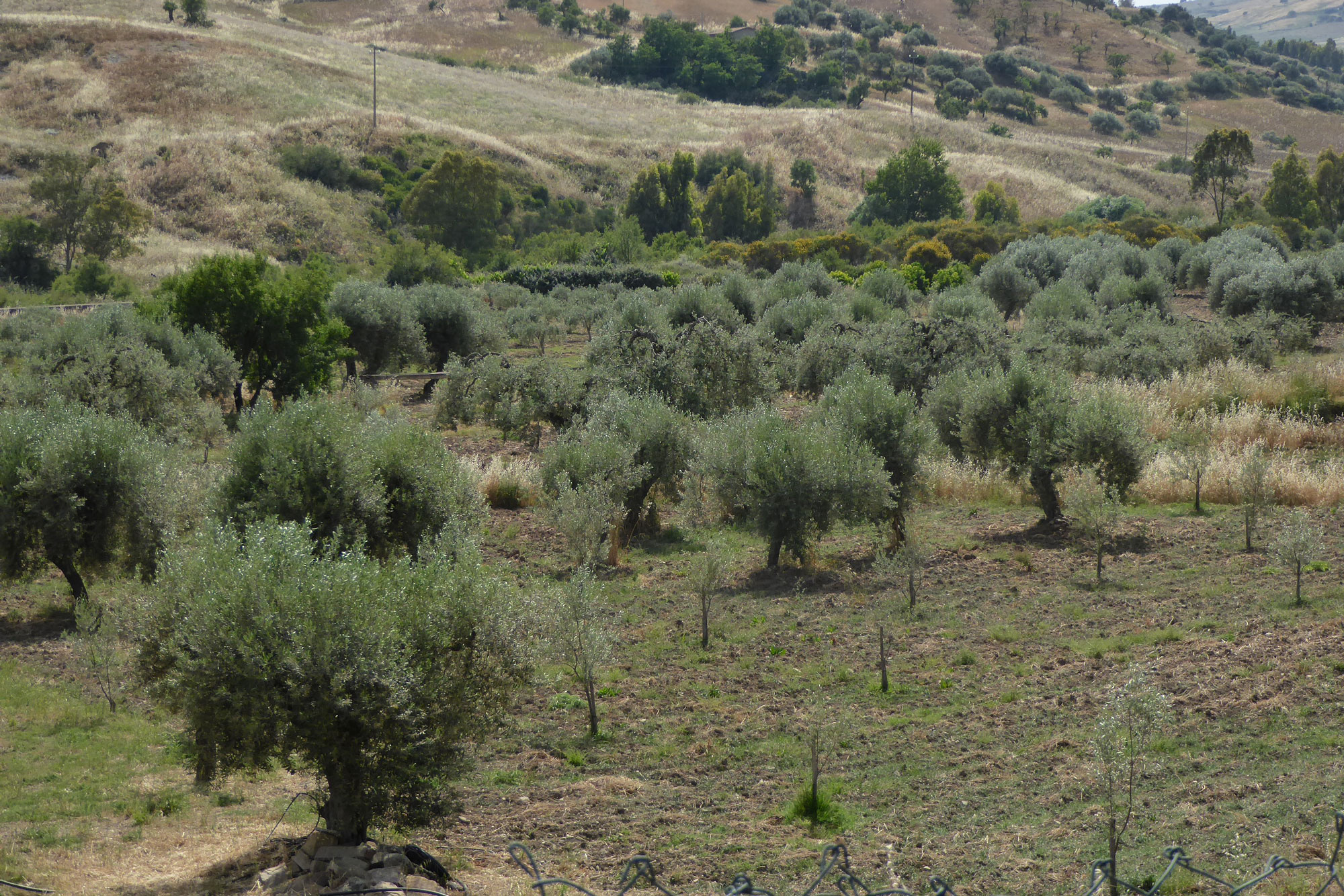 Olio extra vergina di oliva Biologico